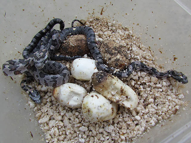 Alabama Corn Snakes